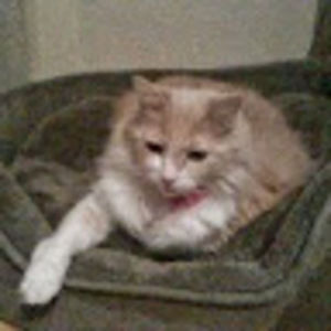 Meet your Posher, Tammy